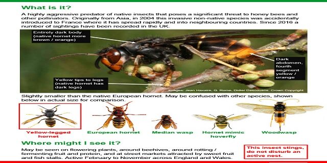 Hornet